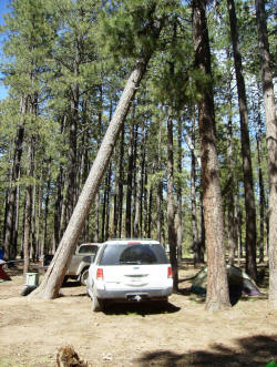 The leaning pine of doom.