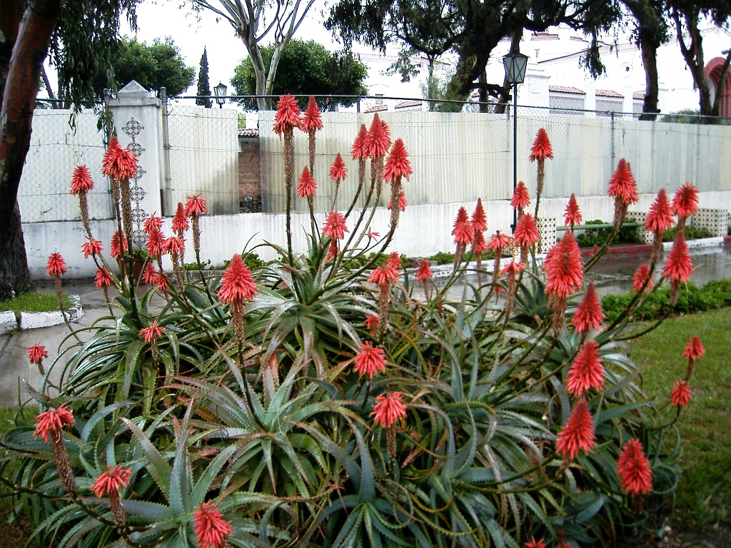 Flowers at the Civic Center.