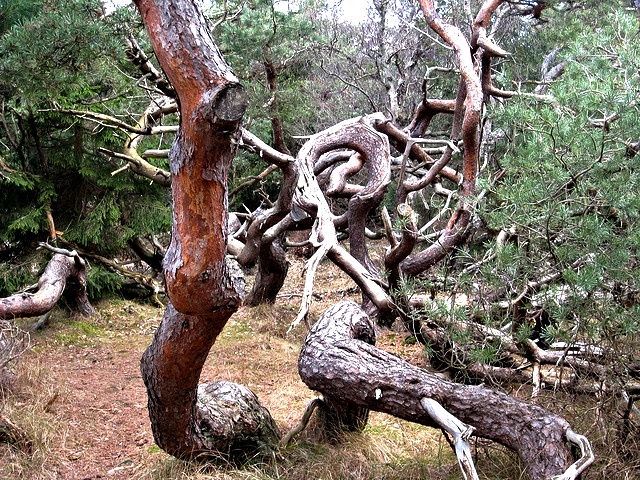 Troll Forest