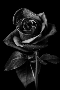 Black Rose