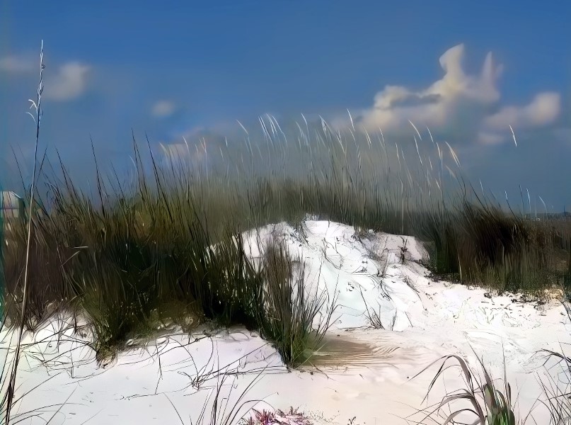 Sea oats in the dunes at St. Augustine Beach.