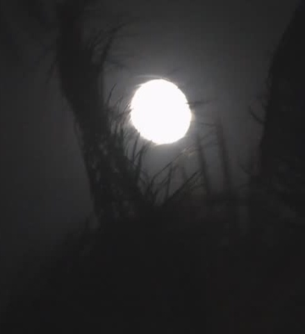 UFO behind trees