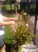 There are already roses, which just need some care!