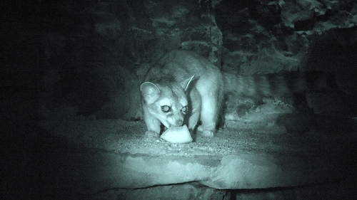 A ring-tailed cat.