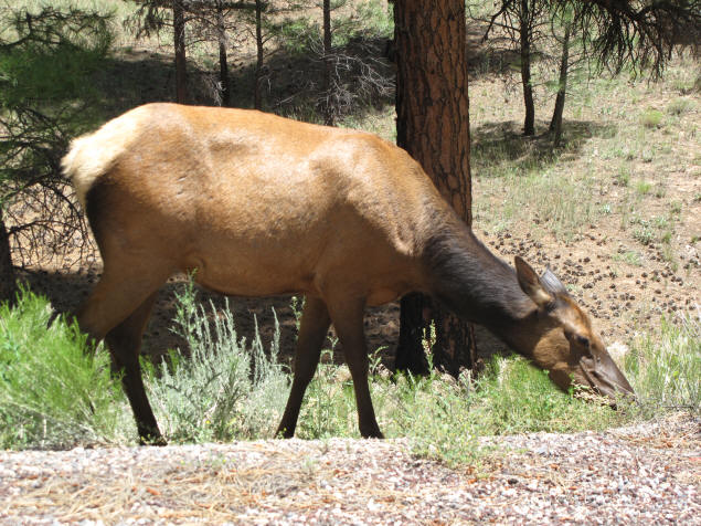 An elk on the day shift.