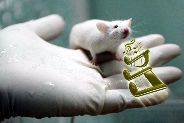 A lab rat whistling Dixie