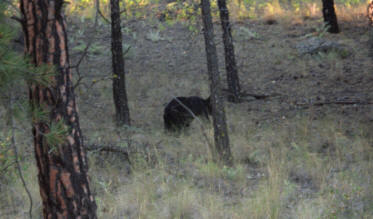 Bear in Fraser Canyon