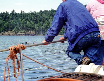 Whale watching in Alert Bay