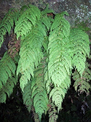 Cave fern