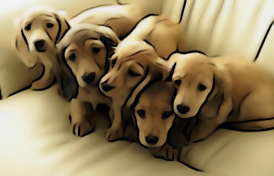 6 dogs