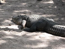 Alligator