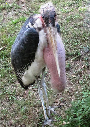 Marabou Stork.
