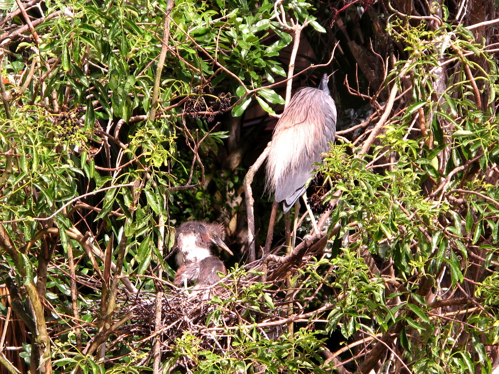 Baby birds.
