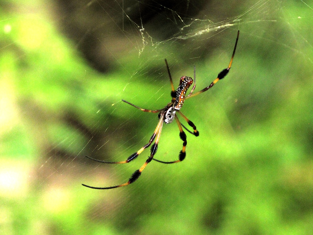 A banana spider.