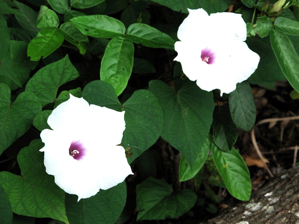 Beach Morning Glory