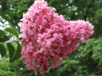 Crepe Myrtle