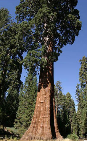 Giant Sequoia