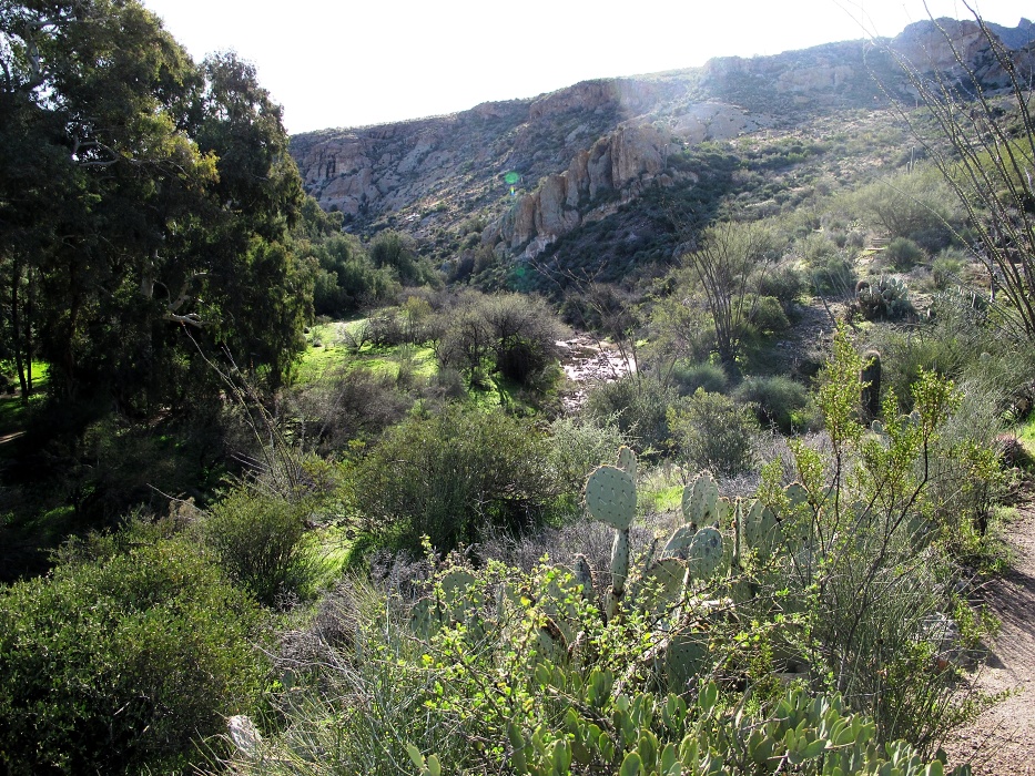 Garden or wilderness?