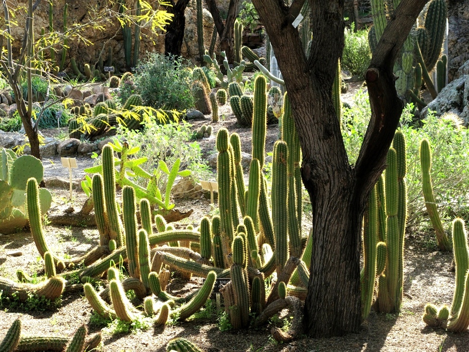 Backlit cacti.