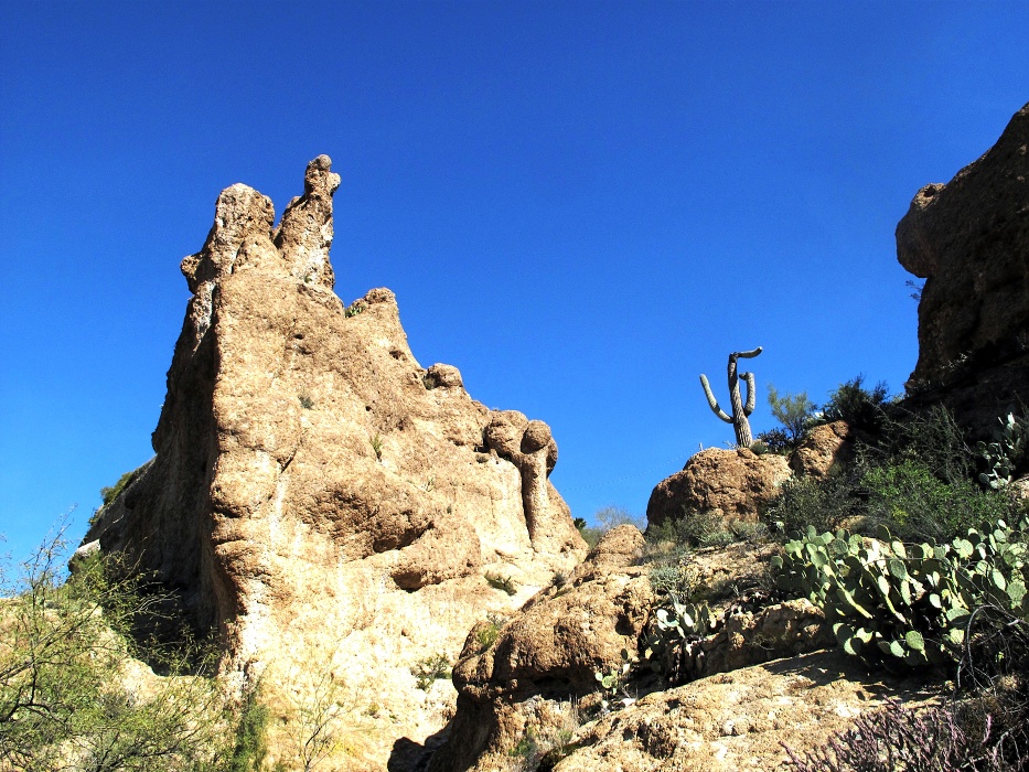 Broken Saguaro cactus.