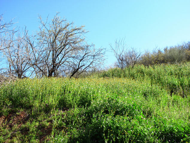 Wildflowers adorn the hillside.
