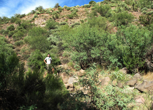 Ron on upstream Verde trail.