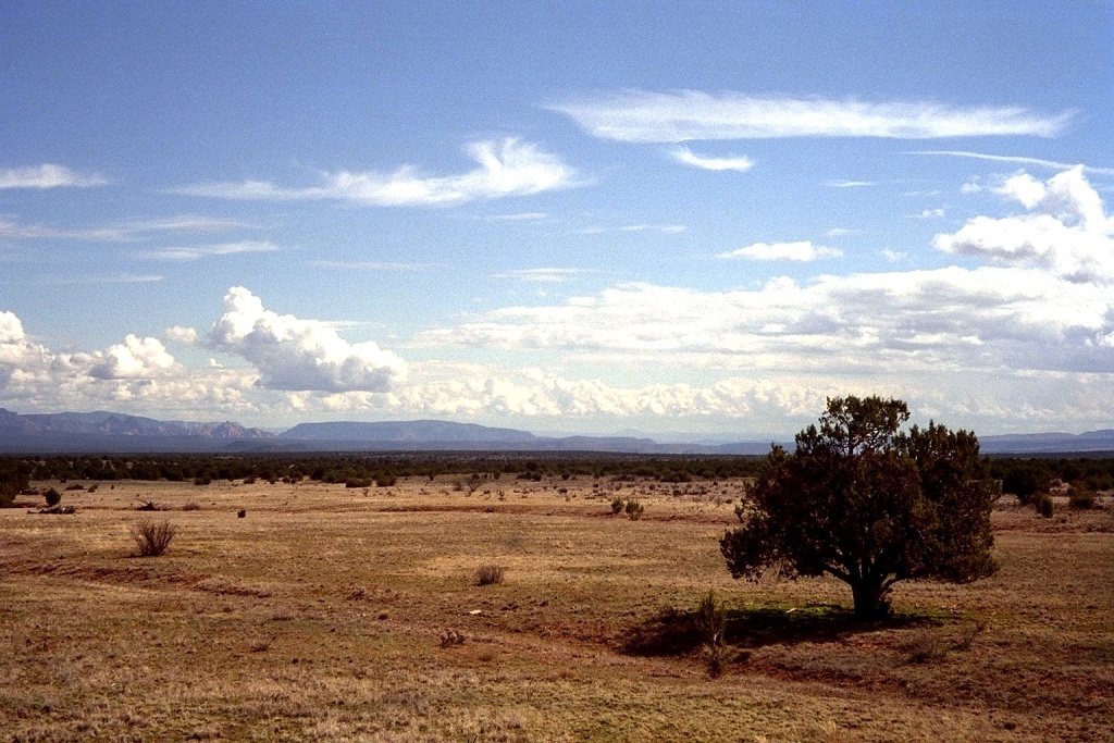 High chaparral north of Prescott.