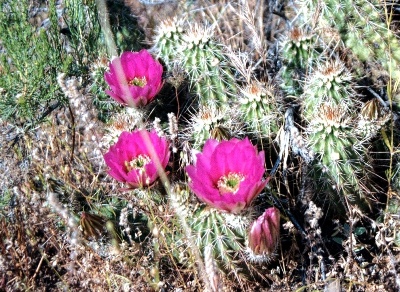 Cactus Blossoms
