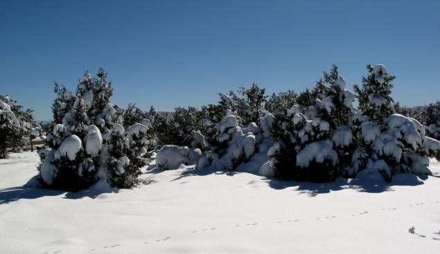 Snow covered p?ons and junipers enhanced the wintry scene.