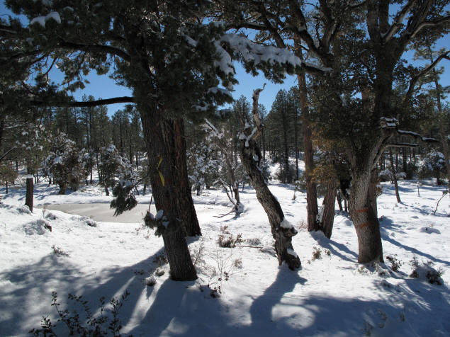 Winter on Pine Canyon Trail.