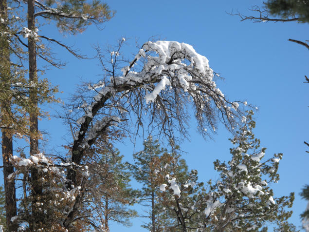 Winter on Pine Canyon Trail.