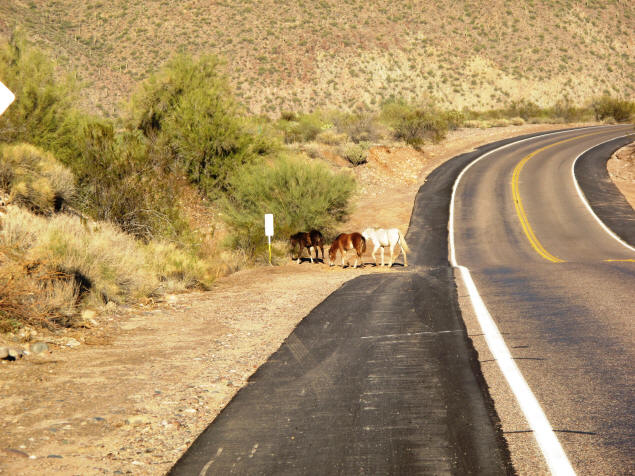 Usary wild horses cross the road.