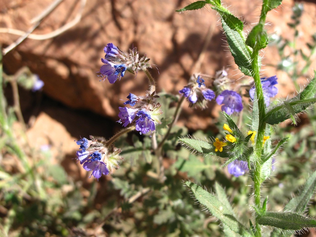 Wildflowers along Echo Canyon Trail.