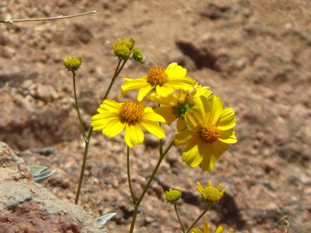 More wildflowers on Echo Canyon Trail.