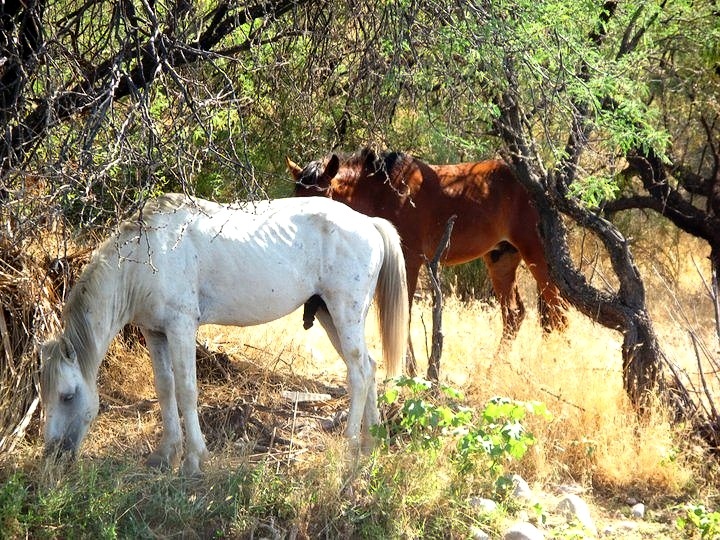 The wild stallion of the lower Salt River.