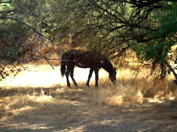 Horse painting.