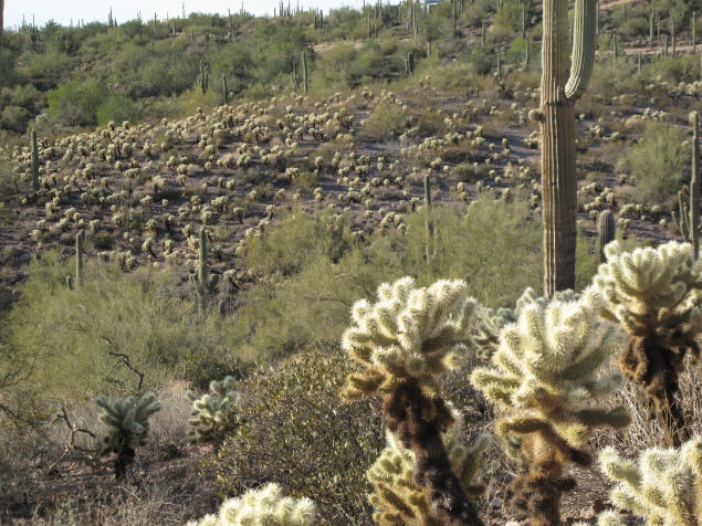Field of cholla along Hieroglyph Trail.