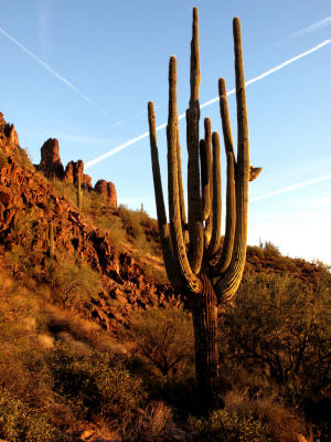 Saguaro at sunset.