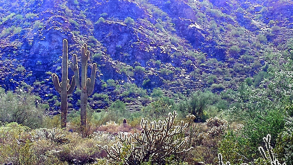 White Tank Mountain Regional Park