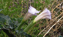 Datura