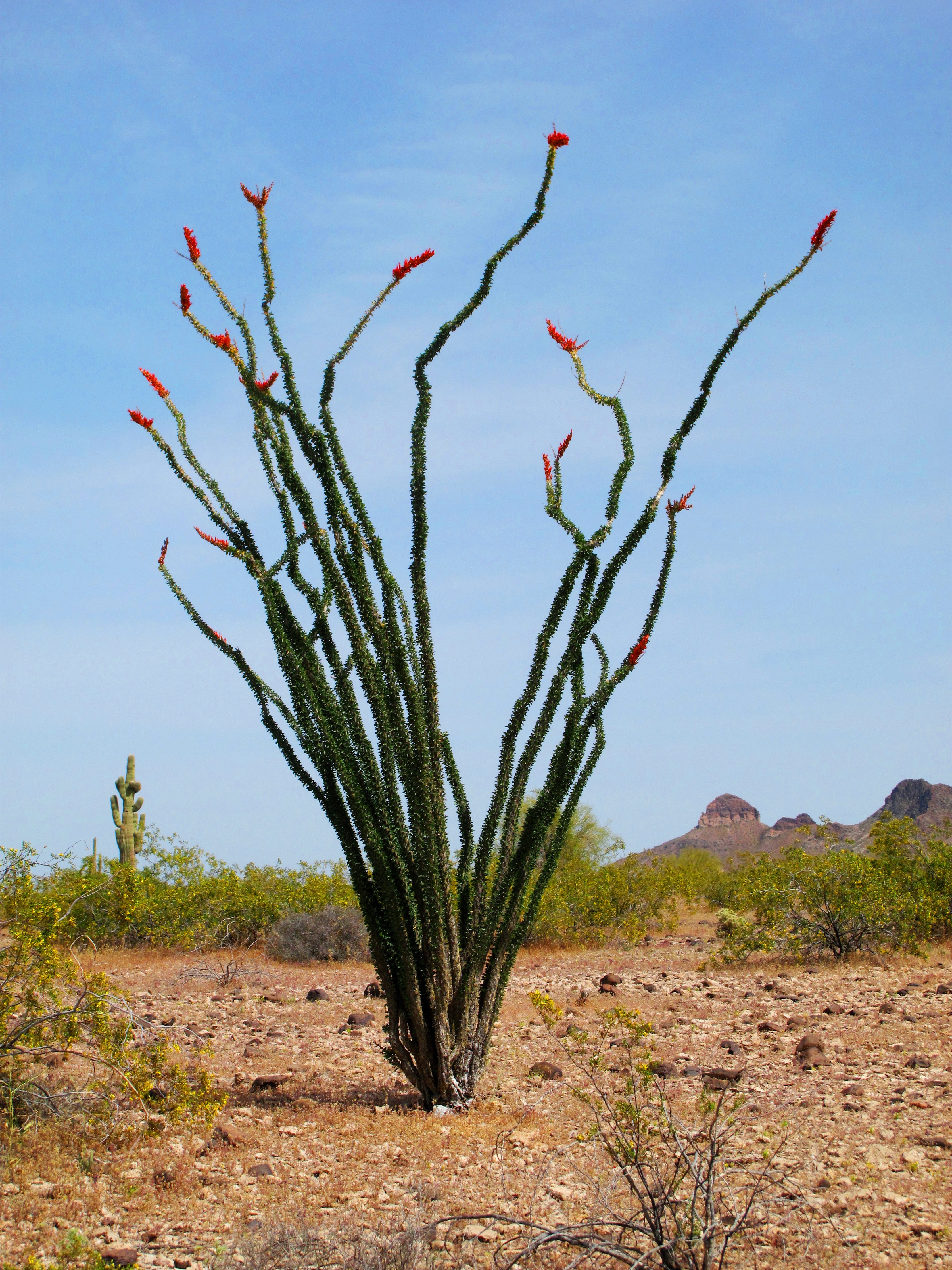 Blooming ocotillo.