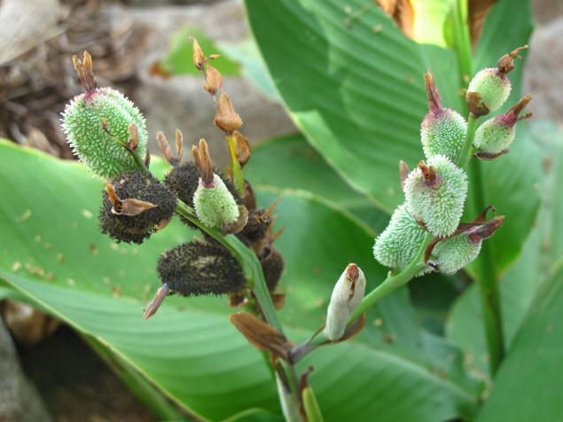 A plant.