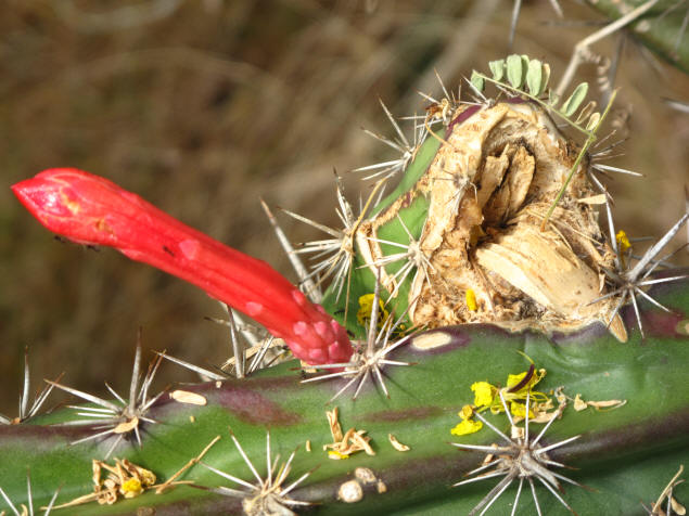 Another plant.