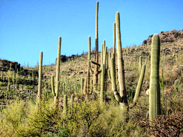 Saguaros on Mount Lemmon.