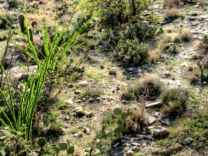 Green ocotillo after a wet winter.