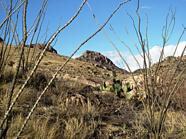 Ocotillos frame an outcropping on Mount Lemmon.