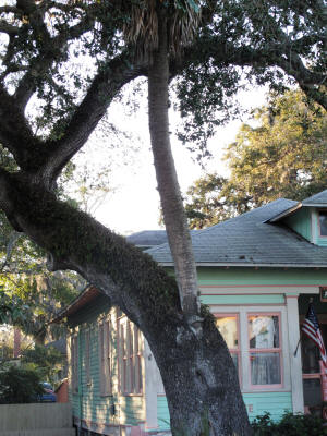 The Love Trees.