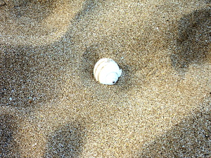 A shell on the beach.