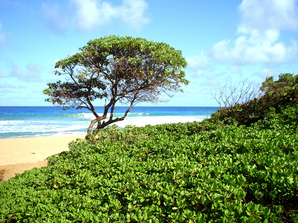 Kapa'a Beach