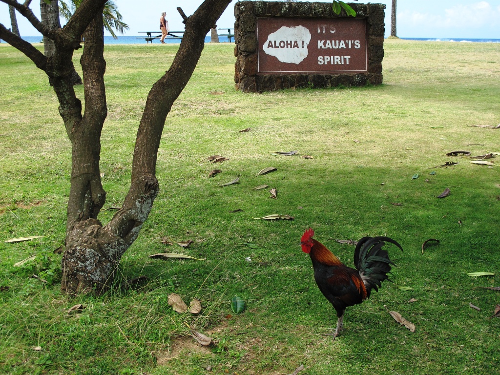 Another cock at Poipu beach.